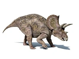 Triceratops